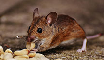 24 Hour & Emergency Exterminators in Island Lake, WI